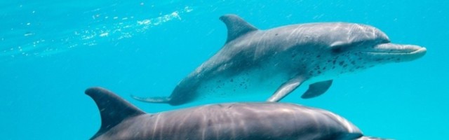 Delfini pamte zvižduke svojih prijatelja bolje nego ljudi što pamte lica!