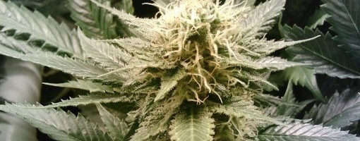 U Maroku zaplenjeno oko pet tona smole kanabisa