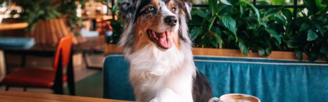 Zašto su pametni psi, uglavnom, mrzovoljni? Konačno rešena misterija