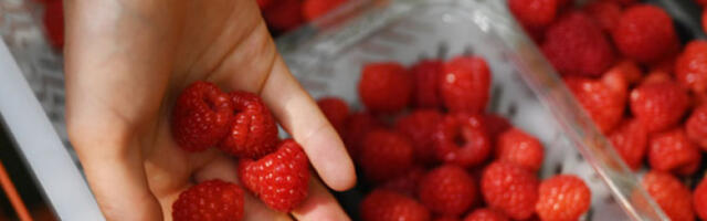 Српска малина најскупља на свету