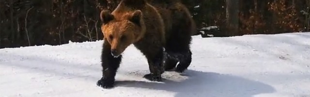 Idealno popodne za skijanje: AL' POJAVIO SE MEDVED (VIDEO)