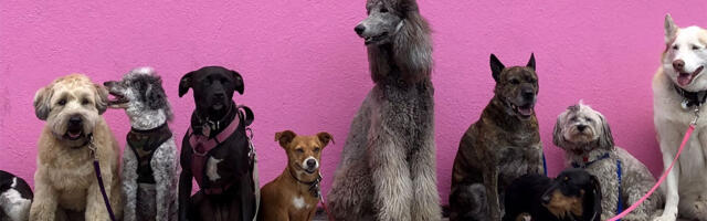 Najgluplji psi su… ove tri rase