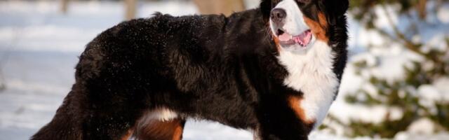 Pet rasa pasa sa najkraćim životnim vekom