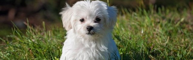 VLASNICI GA ČUVAJU! Zdravlje na prvom mestu! (Video)