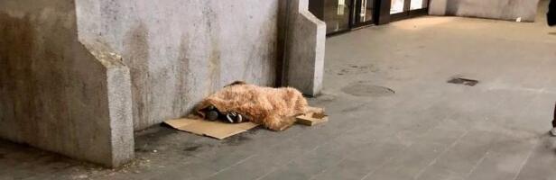 Nevladine organizacije iz Novog Pazara traže zaštitu romske djece