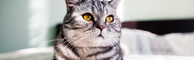 Mačije predenje ima lekovito dejstvo: Istraživačke laboratorije širom sveta razvijaju uređaje koji imitiraju vibracije predenja