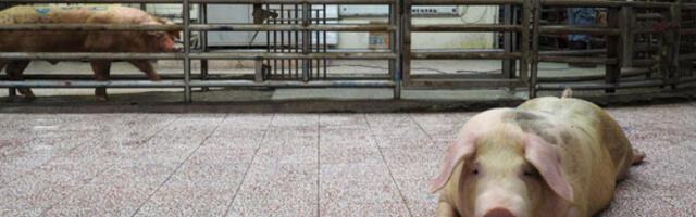 Америчка војска укида коришћење животиња у обуци војних лекара