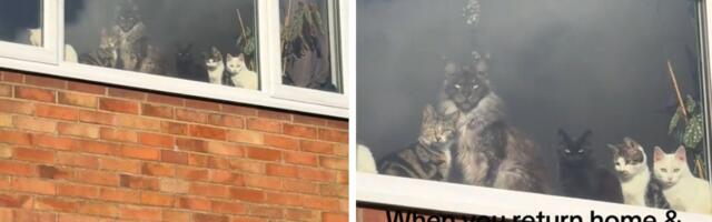 OVAKO IZGLEDA najbolji povratak s posla: Na prozoru čeka pet mačaka i njihov namršteni čupavi "šef"