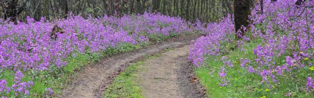 Trka na Vršačkom Bregu otkriva magične staze kroz čudo prirode severne Srbije: Mesto idealno za prolećni odmor
