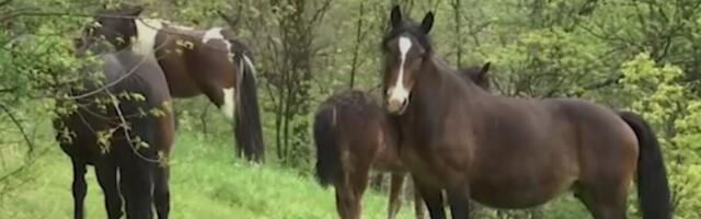 Konji sišli u selo Meljanica i u pojedinim domaćinstvima načinili štetu: "Dolazili su gore kući, mene je strah"