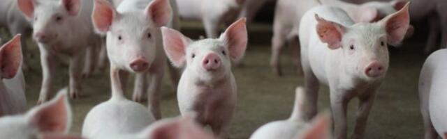 PROGLAŠENA VANREDNA SITUACIJA U ŠAPCU! Zbog širenja afričke kuge svinja oprez podignut na najviši nivo!