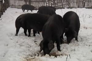 Које су све предности узгајања аутохтоне расе свиња?