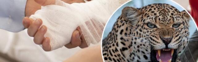 LEOPARD ŠČEPAO DEVOJČICU ZA RUKU U ZOO VRTU! Tragedija izbegnuta za dlaku, htela je da se slika, a završila je u njegovim ČELJUSTIMA!