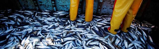 Plava riba umesto crvenog mesa spasla bi 750.000 ljudi godišnje