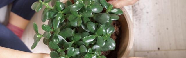 4 magične biljke koje donose NOVAC i SREĆU u vaš dom (FOTO)