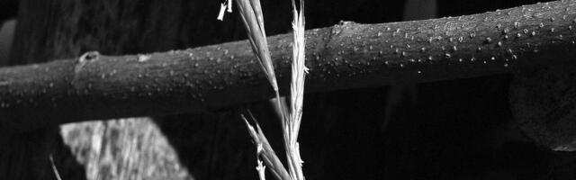 Rajko Karišić izlaže "Šapat kolja" u Rančićevoj kući: Više od 20 fotografija tradicije i seoskog nasleđa