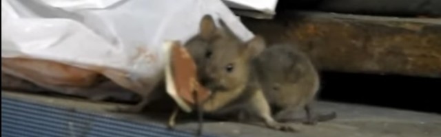 Ljubodrag Stojadinović: Pobuna miševa