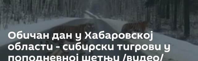 Обичан дан у Хабаровској области - сибирски тигрови у поподневној шетњи /видео/