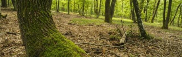 Šta to tutnji oko Vršca: Rogate viđaju i noću i danju