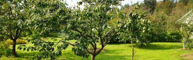 Ima slatke plodove, a prkosi suši: Ova voćka je idealna za mala dvorišta, rađa celo leto