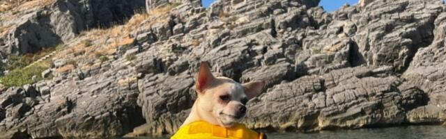 (FOTO) Šarmantne maze koje znaju kako da osvoje srca: Predstavljamo NAJLEPŠE KUĆNE LJUBIMCE Kragujevčana (II deo)