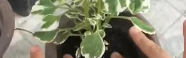 Ova biljka je prelepa, voli čak i zimu! Poznata kao Sveta Petka i hilandarski bosiljak odbija i insekte leti!