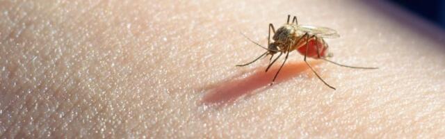 Virus Zapadnog Nila na 6 lokacija u Beogradu
