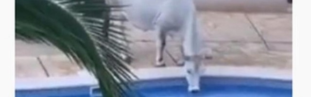 Krava ušla u odmaralište, pa počela da vršlja okolo, na kraju uradila nešto gadno (VIDEO)