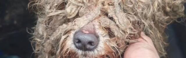 Pas Toša pronađen u užasnom stanju u Tešnjaru: Volonteri iz Valjeva zatečeni prizorom koji ne pamte