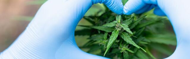 Kanabis možda nije toliko antiinflamatoran kao što se veruje
