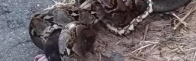 STRAVIČAN SNIMAK BORBE KOBRE I PITONA! Krvoločni REPTILI se BORE KO ĆE KOGA POJESTI! Ma, gledajte KO JE POBEDIO!