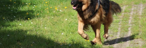 Najbolji policijski psi na svetu