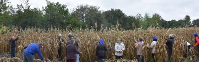 Suše ubrzale žetvu kukuruza, poljoprivrednici u strahu od manjeg prinosa: "Klipovi su u redu, zrno nije kakvo bi trebalo da bude"