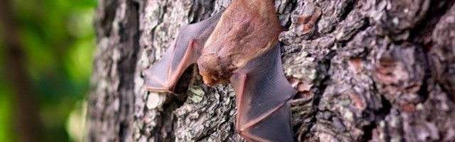 NAUČNICI OTKRILI NEVEROVATNU STVAR O SLEPIM MIŠEVIMA! Evo šta rade kada su bolesni!