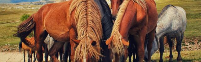 Napušteni konji pustoše imanja i gaze preko grobova: Milorad kaže da su mu pojeli pola tone krušaka i jabuka