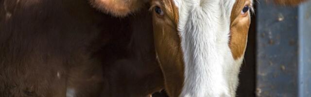 Pametna KRAVA iznenadila naučnike: Veronika uradila NEŠTO NEZAMISLIVO (VIDEO)