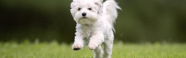 Da li je vaš pas ljubomoran? Ovi znaci otkrivaju istinu - emocije na četiri šape