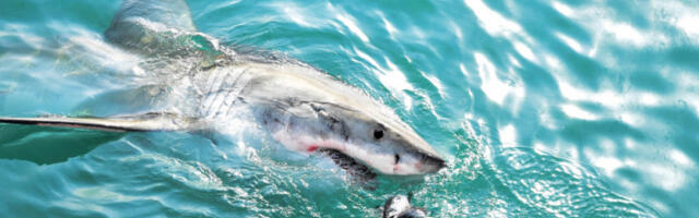 Откривени трагови кокаина у организму морских грабљивица на Бахамима