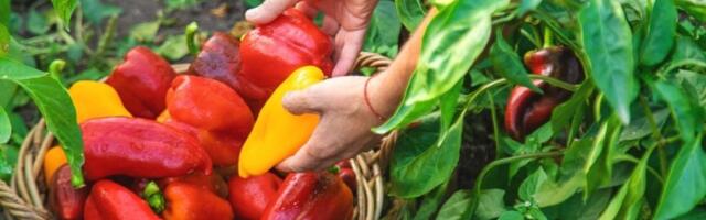 Paprike će rađati kao lude: Velike i sočne bez hemije - zalijte ih ovim rastvorom, dobićete odličan prinos
