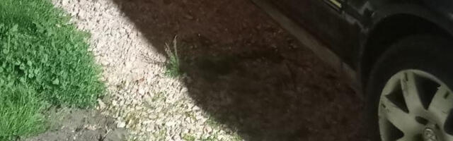 Isidor Stefanović: Pokušali su da podmetnu su eksploziv na vozilu moje majke