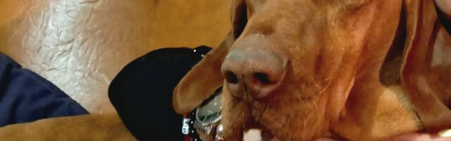 Nestale dve mađarske vižle, ako ste ih videli javite se vlasnicima