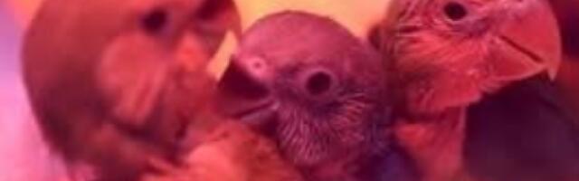 Осам папагаја спасено од кријумчара, уточиште пронашли у Анталији