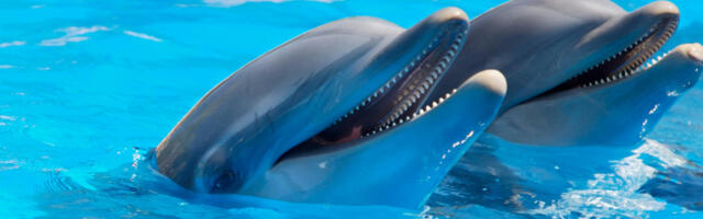 ​Токсини и хемикалије из електричних уређаја пронађени у мозгу и телима угрожених делфина