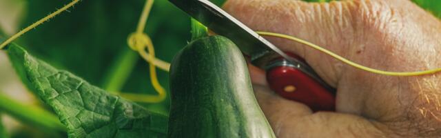 Sjajan trik za sadnju krastavca