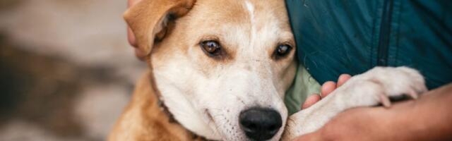 Šta je pravilo 3-3-3 i zašto je važno da ga znate ako ste novi vlasnik psa?