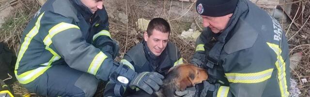 Leskovački vastrogasci spasili psa koji je upao u  šaht