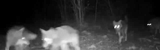 VUKOVI SE PLAŠE ČOVEKA: Naučnici utvrdili da taj strah može da se prevaziđe