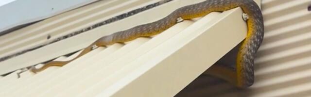 Čuo je neobične zvuke, pa ugledao monstruma na krovu: Tek onda je usledio šok! "Noge su virile iz čeljusti"