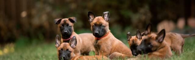 Trener savetuje: Ne birajte psa srcem, prepoznajte odgovornog odgajivača i ne pravite OVE GREŠKE!