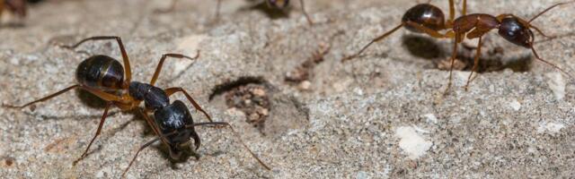 4 prirodna načina da isterate mrave iz kuće: Ovi prirodni trikovi ih teraju zauvek, jedan posebno efikasan